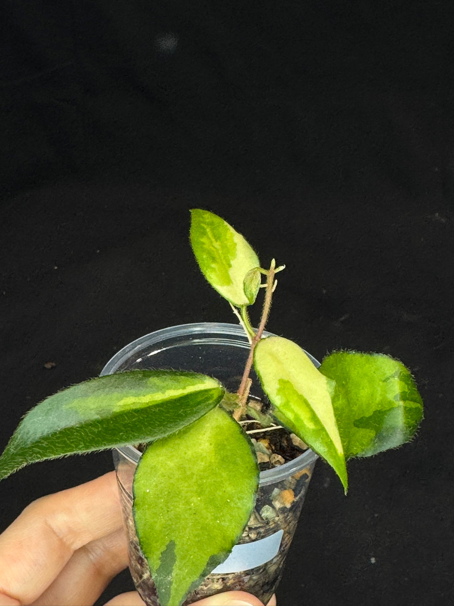 UNICORN🦄! Hoya caudata variegated (#1), neon sunstressed variegation color, super rare