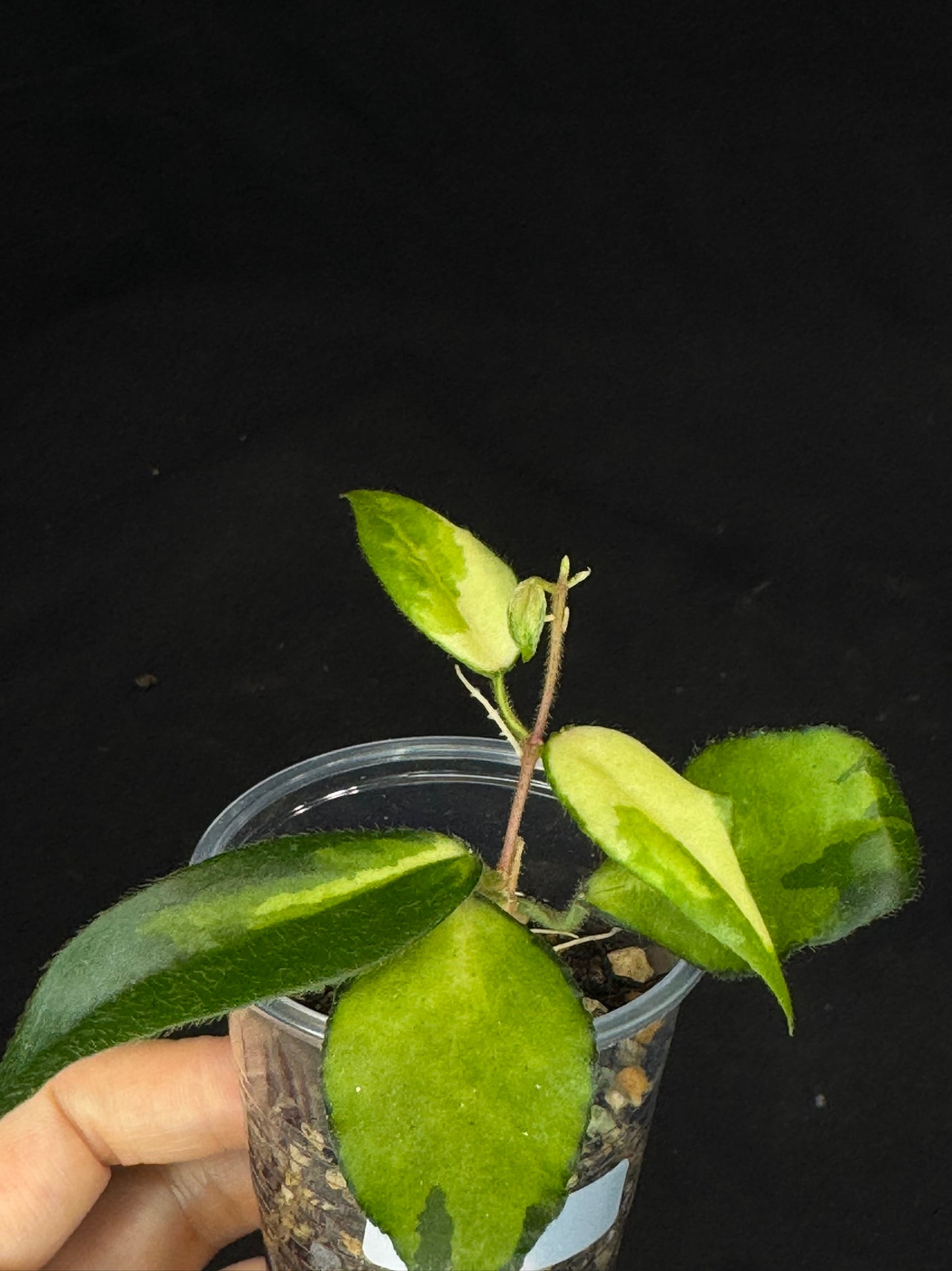UNICORN🦄! Hoya caudata variegated (#1), neon sunstressed variegation color, super rare