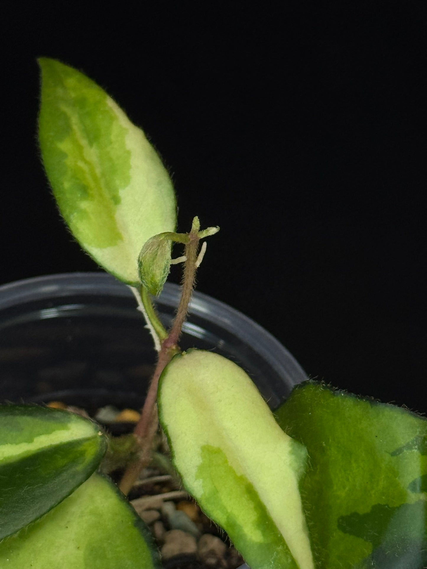 UNICORN🦄! Hoya caudata variegated (#1), neon sunstressed variegation color, super rare