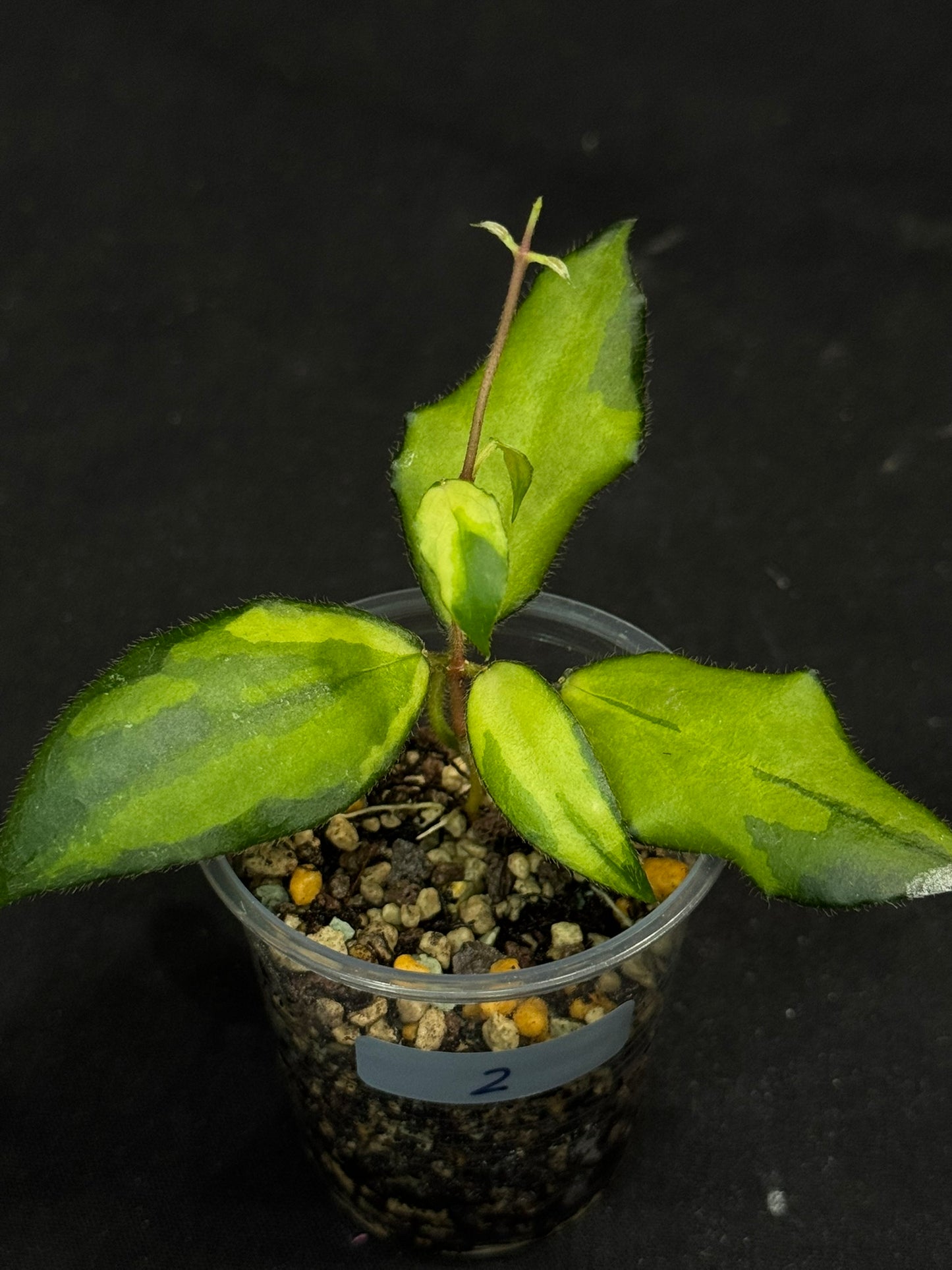 UNICORN🦄! Hoya caudata variegated (#2), neon sunstressed variegation color, super rare