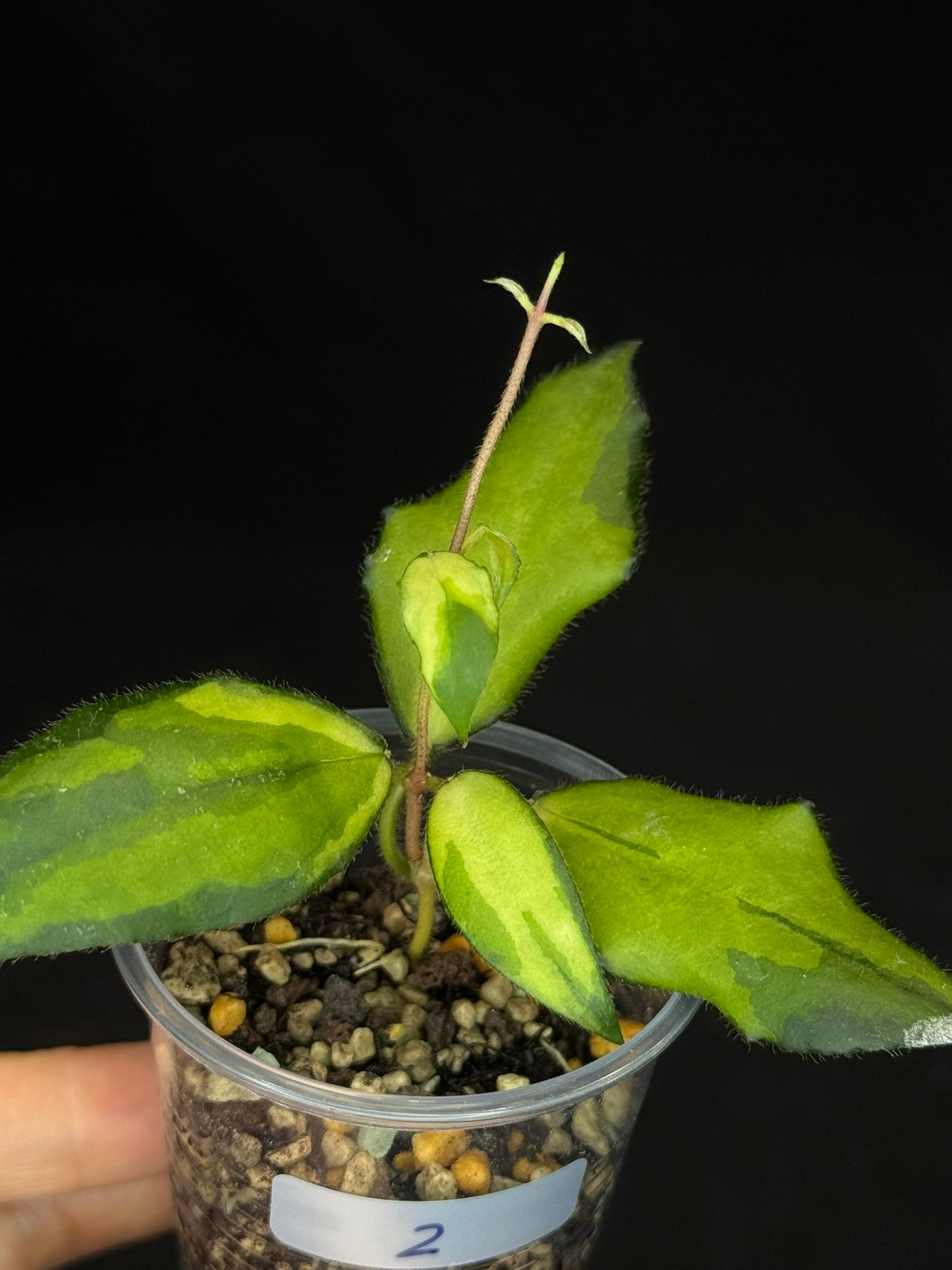 UNICORN🦄! Hoya caudata variegated (#2), neon sunstressed variegation color, super rare