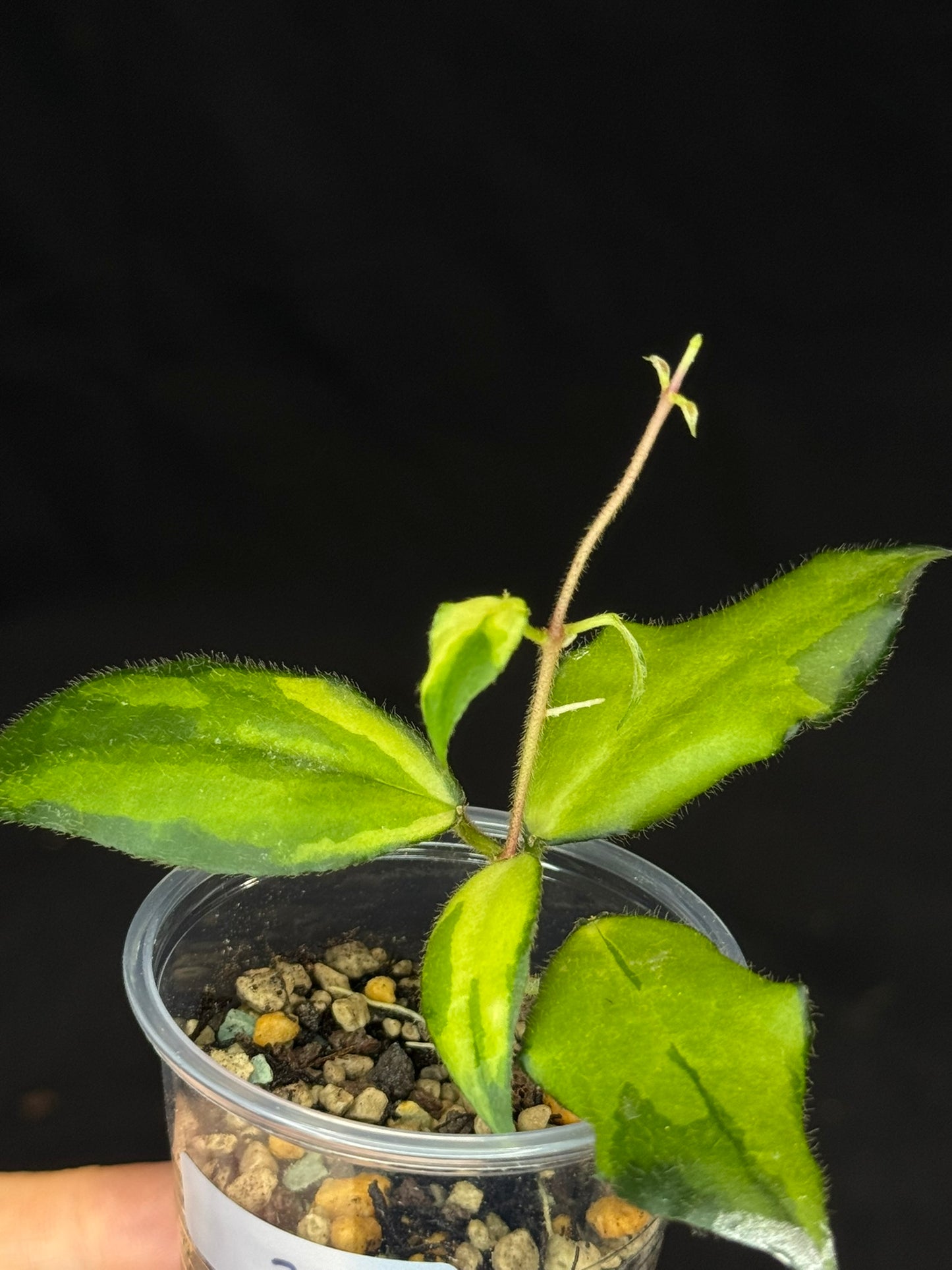 UNICORN🦄! Hoya caudata variegated (#2), neon sunstressed variegation color, super rare