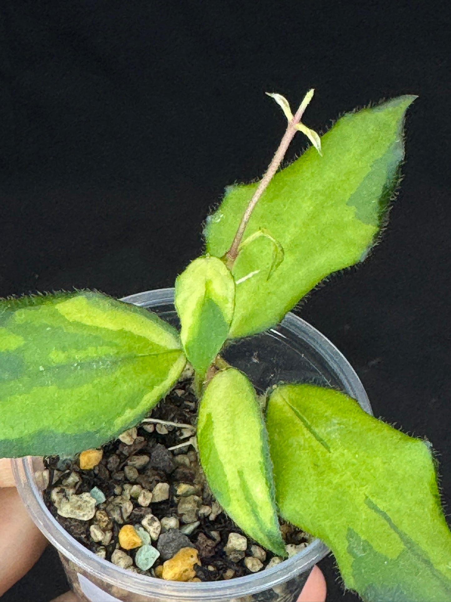 UNICORN🦄! Hoya caudata variegated (#2), neon sunstressed variegation color, super rare