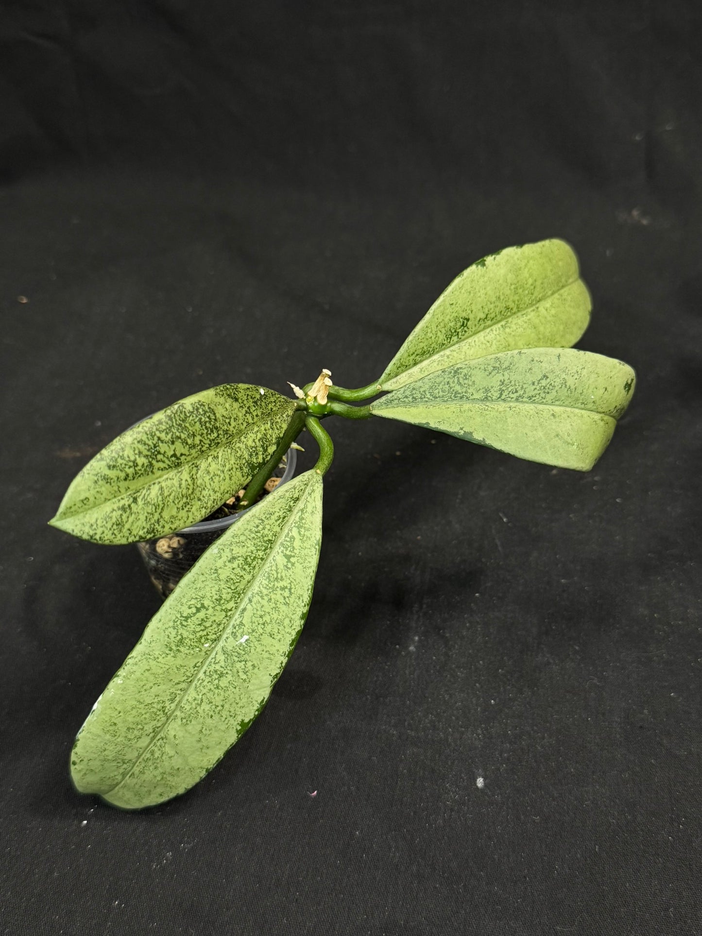 Hoya griffithii silver, clone 1, nice silvery leaves