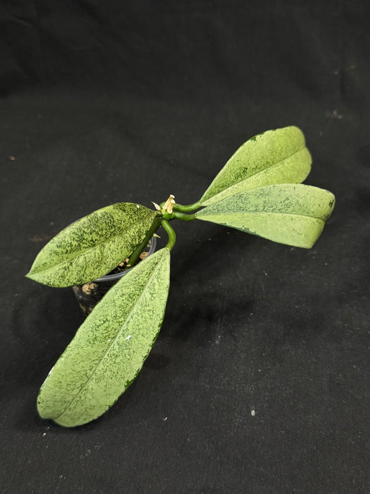 Hoya griffithii silver, clone 1, nice silvery leaves