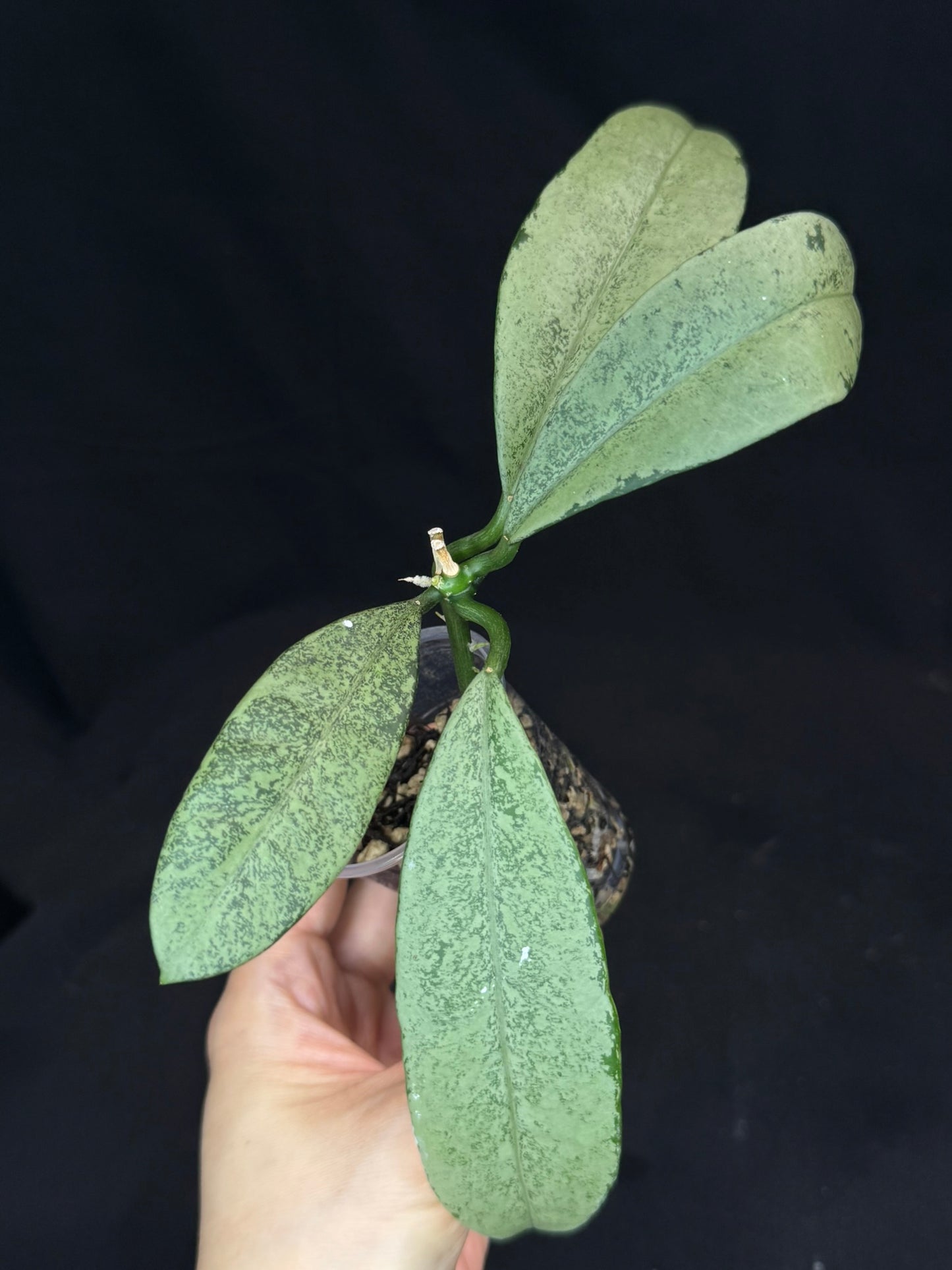 Hoya griffithii silver, clone 1, nice silvery leaves