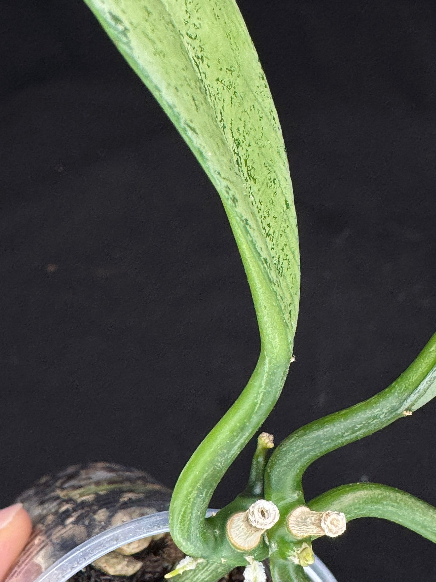 Hoya griffithii silver, clone 1, nice silvery leaves
