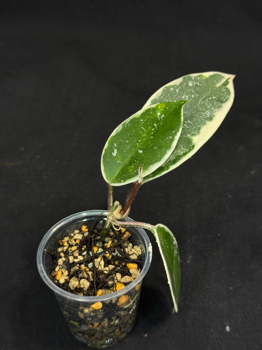 Hoya carnosa Krimson Queen splash, nice splashy leaves