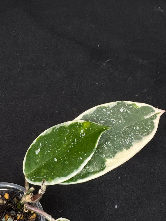 Hoya carnosa Krimson Queen splash, nice splashy leaves