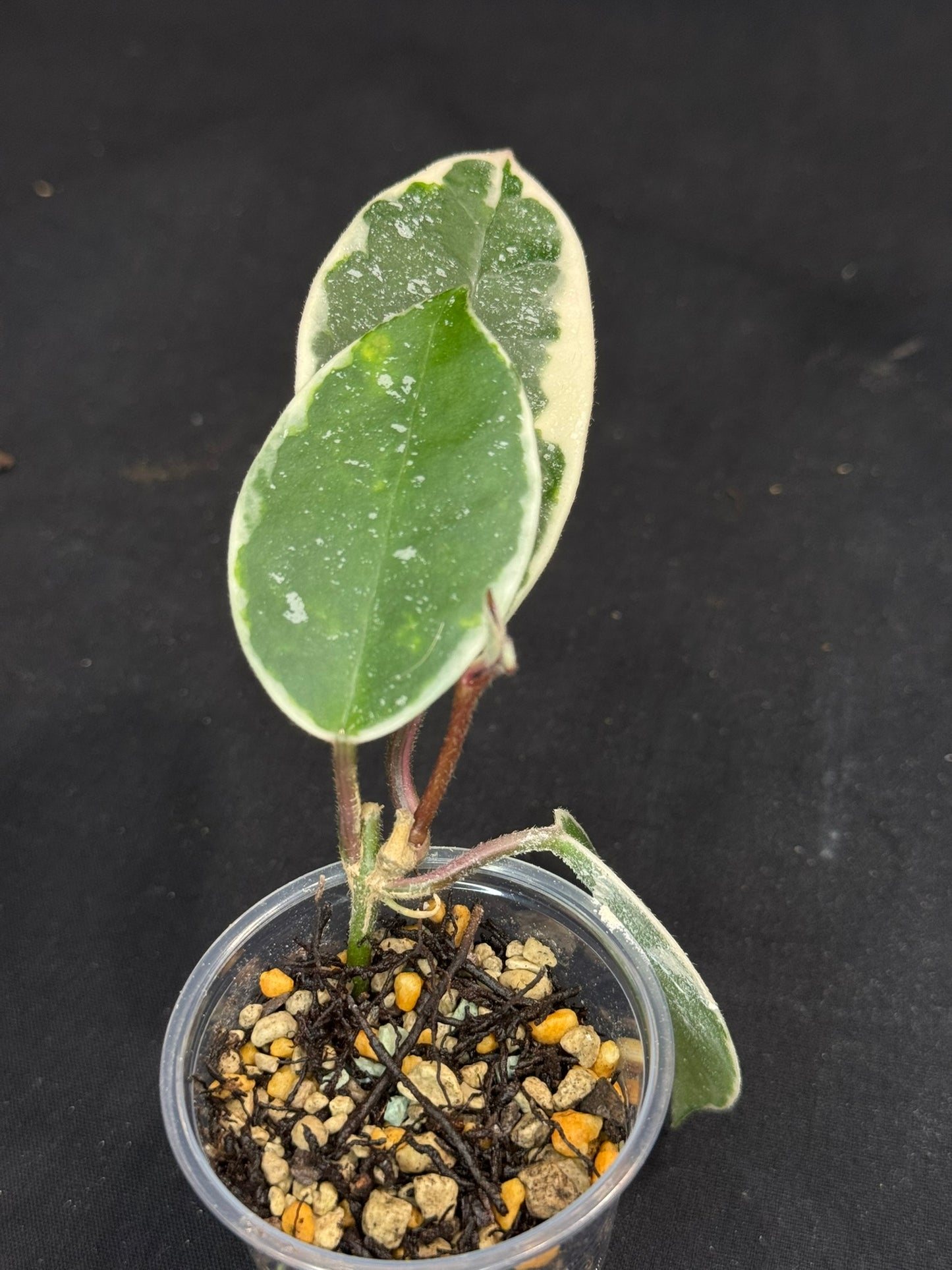 Hoya carnosa Krimson Queen splash, nice splashy leaves