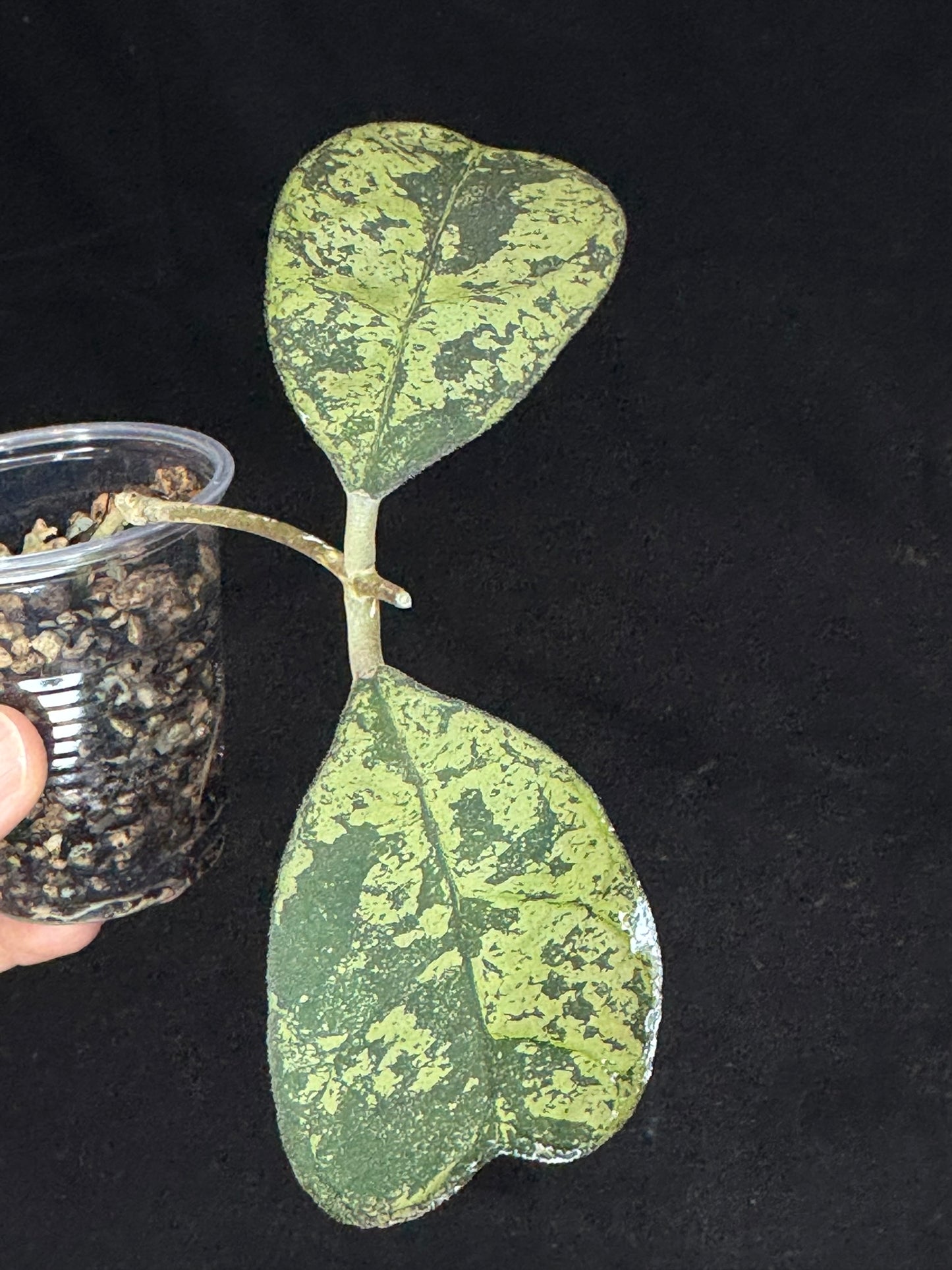 Hoya morning dew, nice silvery heart-shaped leaves
