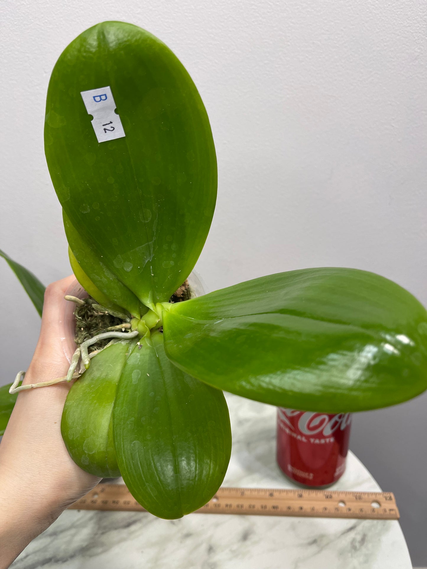 Phal KS Super Zebra '183' (C12)