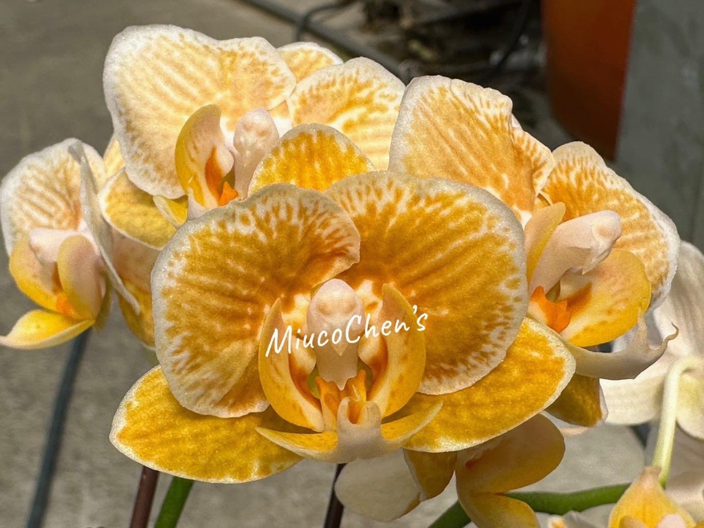 M13: Phal Feifan Golden Lion, seed-grown novelty from Mainshow Orchids