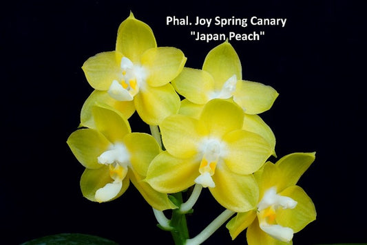 Phal. Joy Spring Canary "Japan Peach"(104), Mericlone / Fragrant