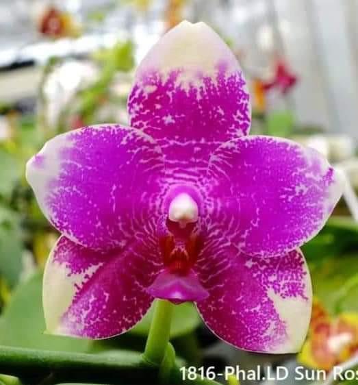 Phal. LD Sun Rose 'Frey's' 太阳玫瑰，big flowers, fragrant