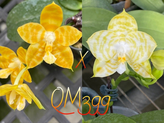 QM399: Phal. Mainshow Bee#1 x Mituo Golden Dragon' White Tiger ' AM/AOS