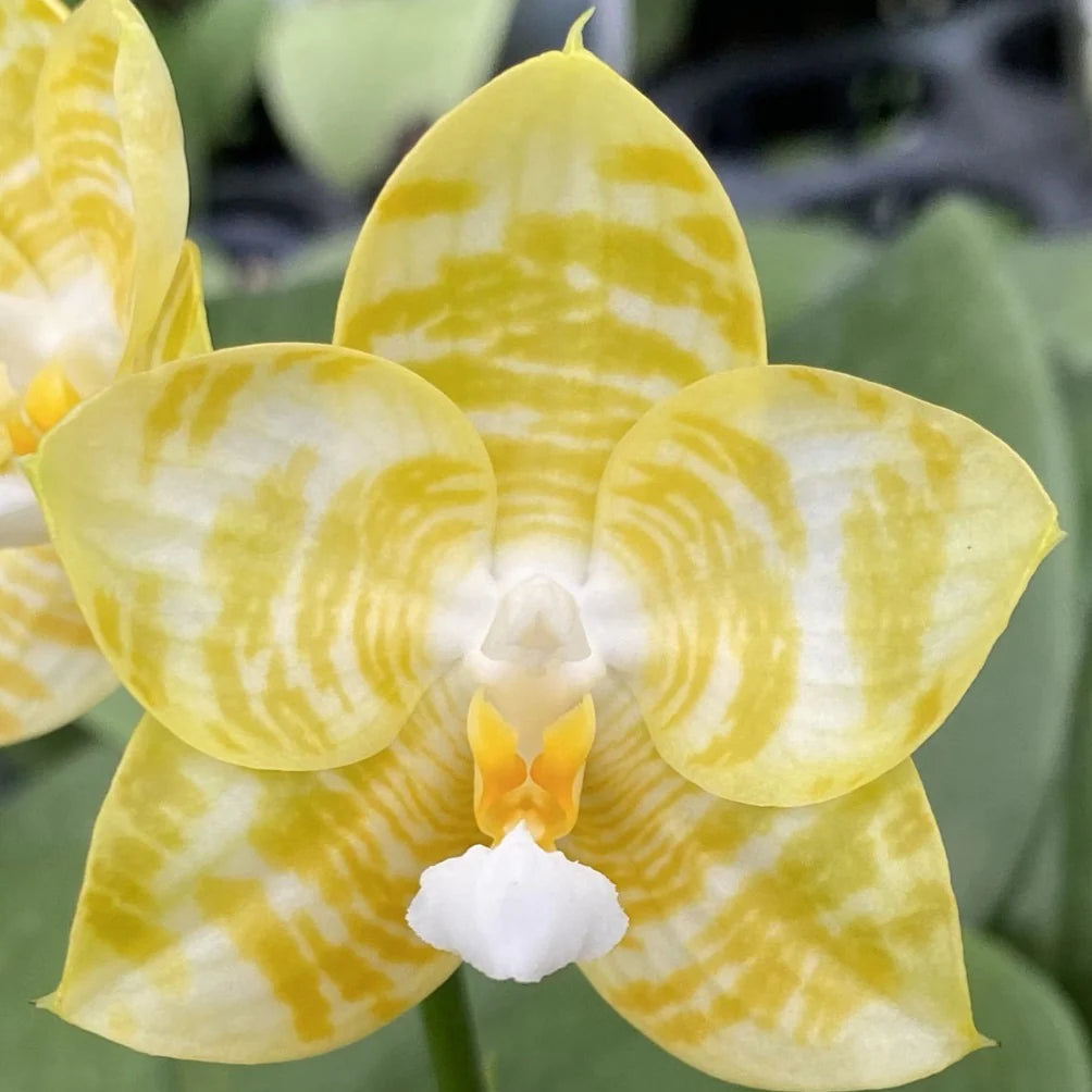 QMM054: Phal. Yaphon Love Song 'Super Yellow'