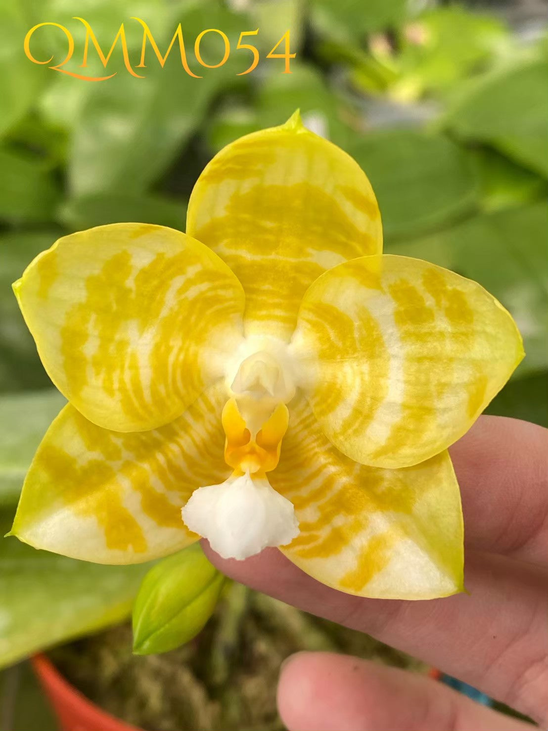 QMM054: Phal. Yaphon Love Song 'Super Yellow'