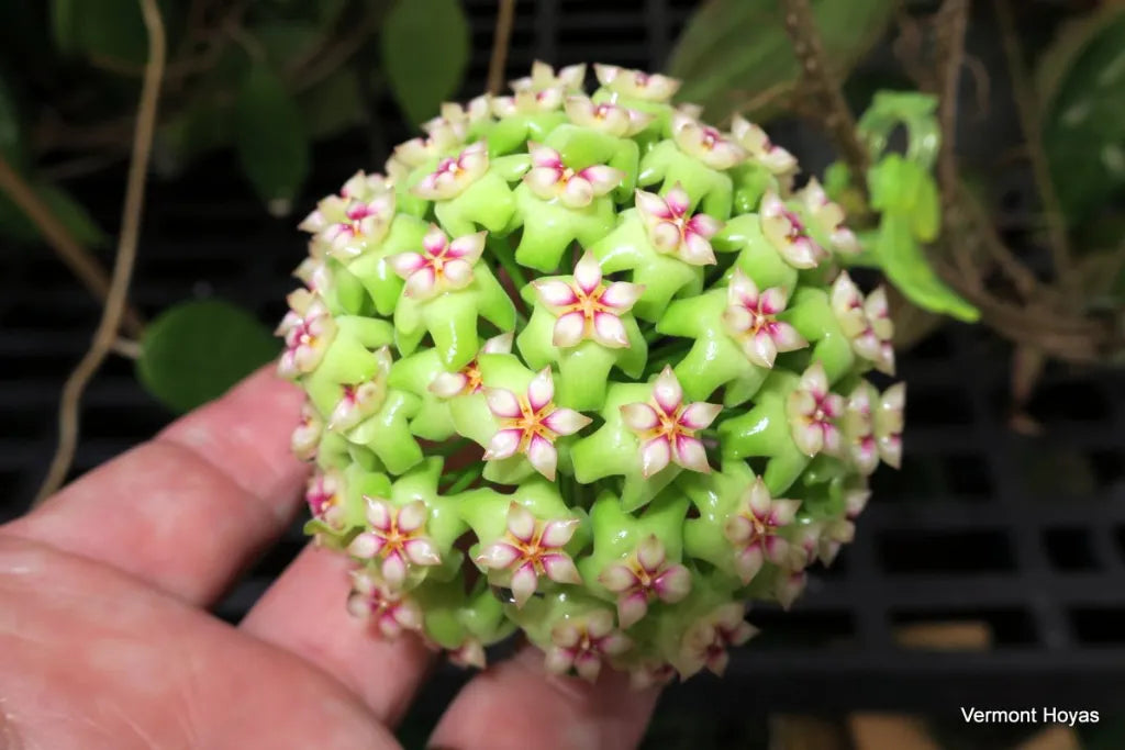 Hoya UT 033, beautiful green flowers