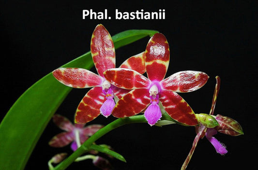 Phal. bastianii, Sibling Cross / Fragrant (101)