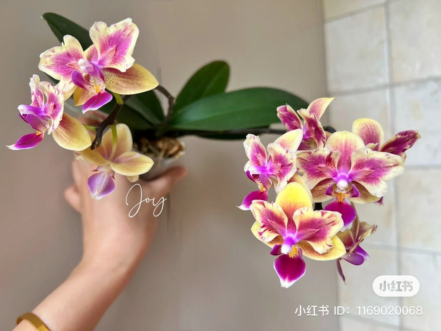 Phal Sogo Yellowtris (peloric) (C18)