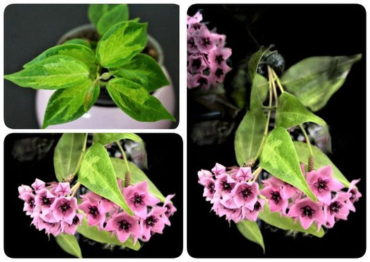 Hoya dennisii frida, nice variegation, beautiful pink flowers