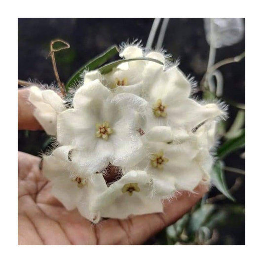 Hoya Paradisea(C) ,special flowers
