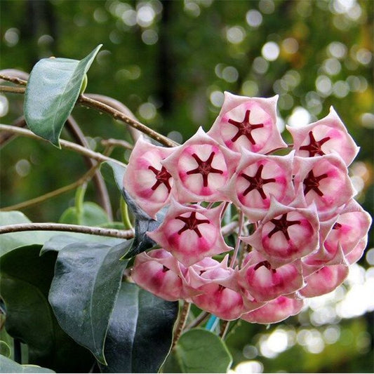 Hoya Archboldiana pink, big flowers, waxy long leaves