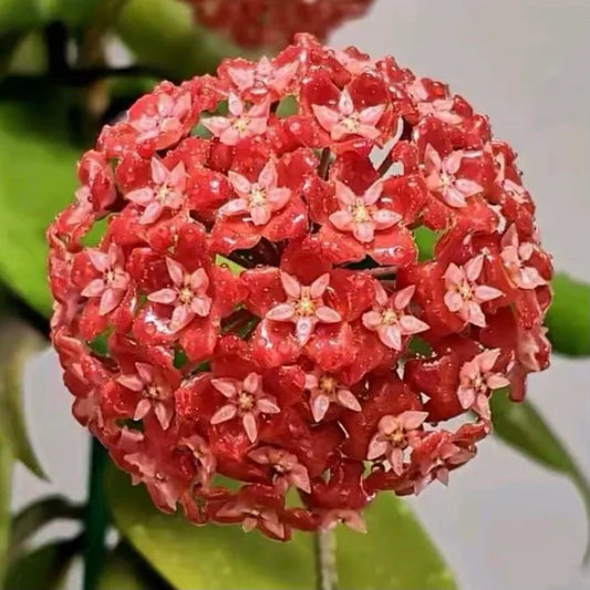 Hoya ilagiorum, pleasant fragrant flowering, red flowers