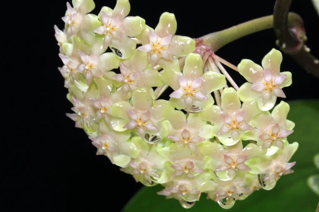 Hoya Balaensis Splash, heart-shape green leaves with some splash