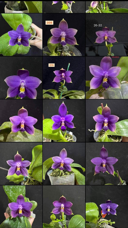 Phal violacea var. indigo x sib 荧光蝴蝶兰indigo, rich aroma
