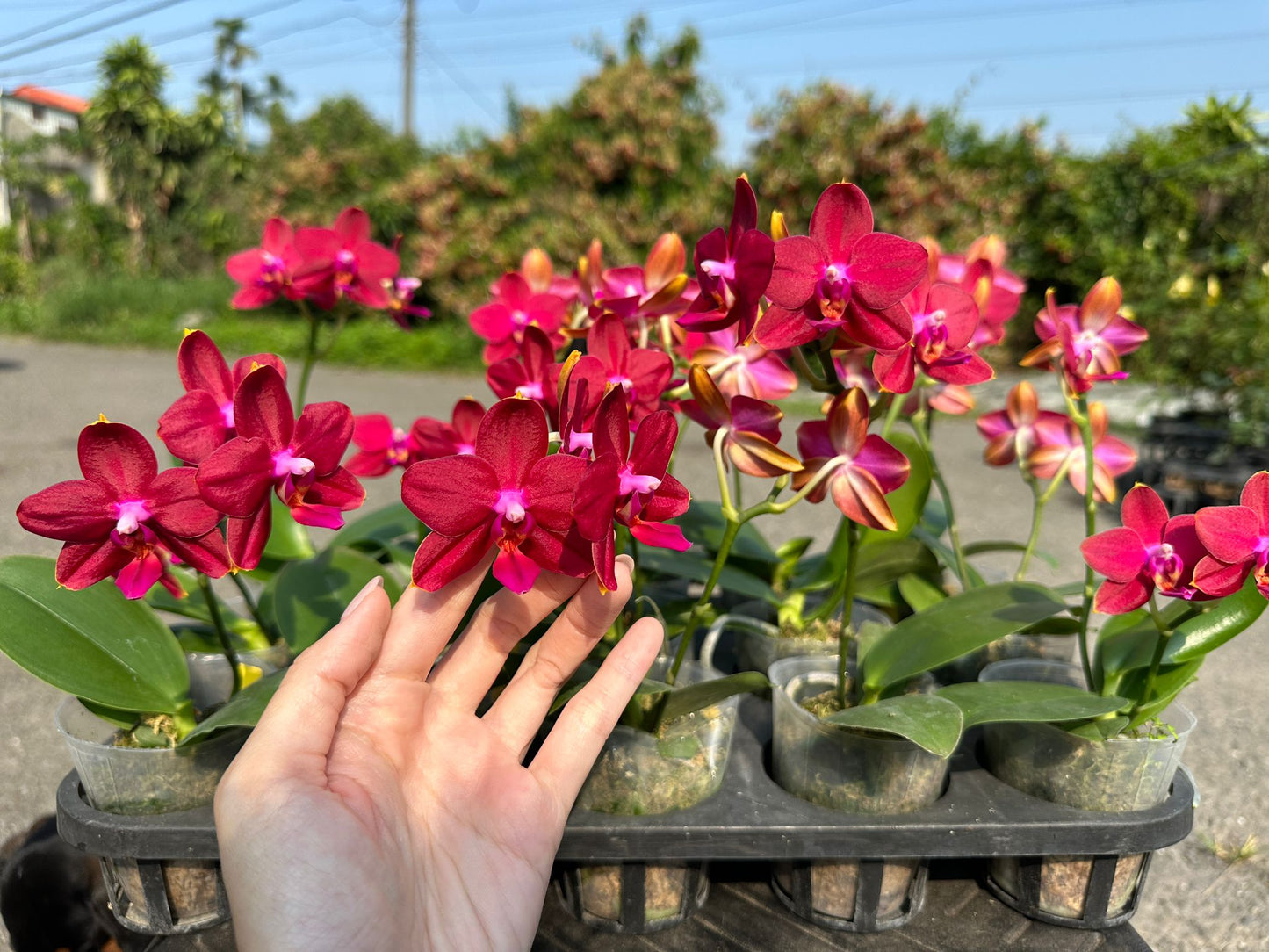 Phal Love Fire, beautiful colors