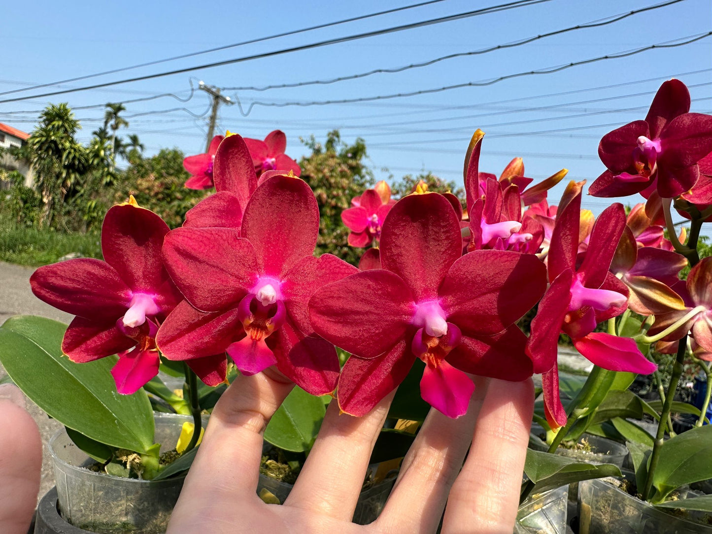 Phal Love Fire, beautiful colors