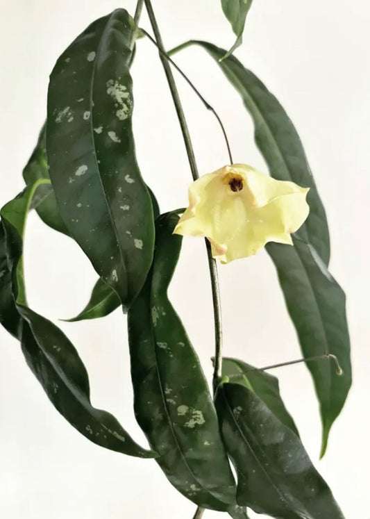 Hoya mappigera yellow corona, beautiful leaves and flower, unique umbrella-shaped flower, #2