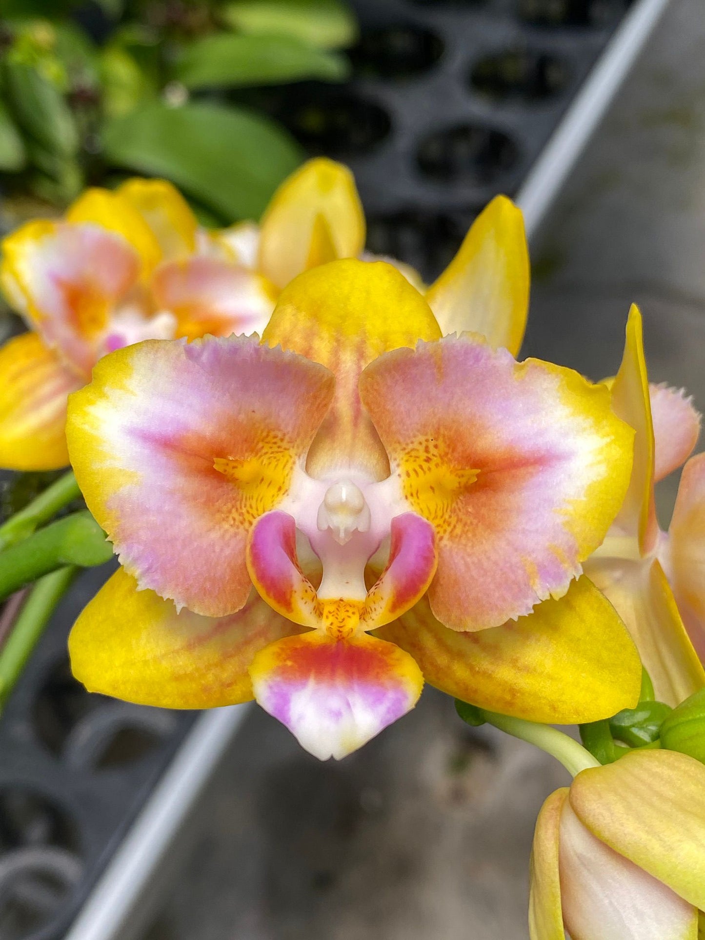 Phal Pink Panther, Peloric, beautiful colors