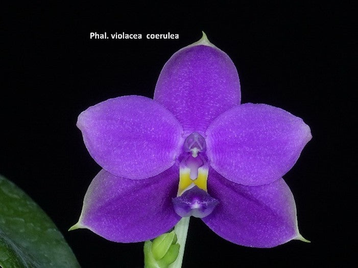 Phal. violacea indigo(108), Sibling Cross / Fragrance