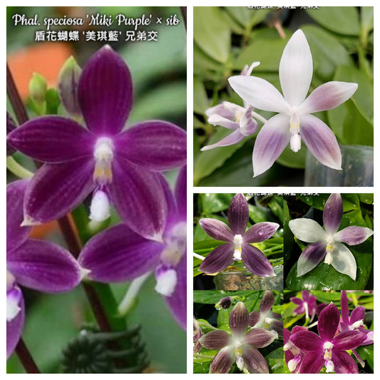 D10: Phal speciosa 'Miki Purple' x sib, random-color pattern, sequential bloomer 盾花蝴蝶’美琪蓝‘兄弟交