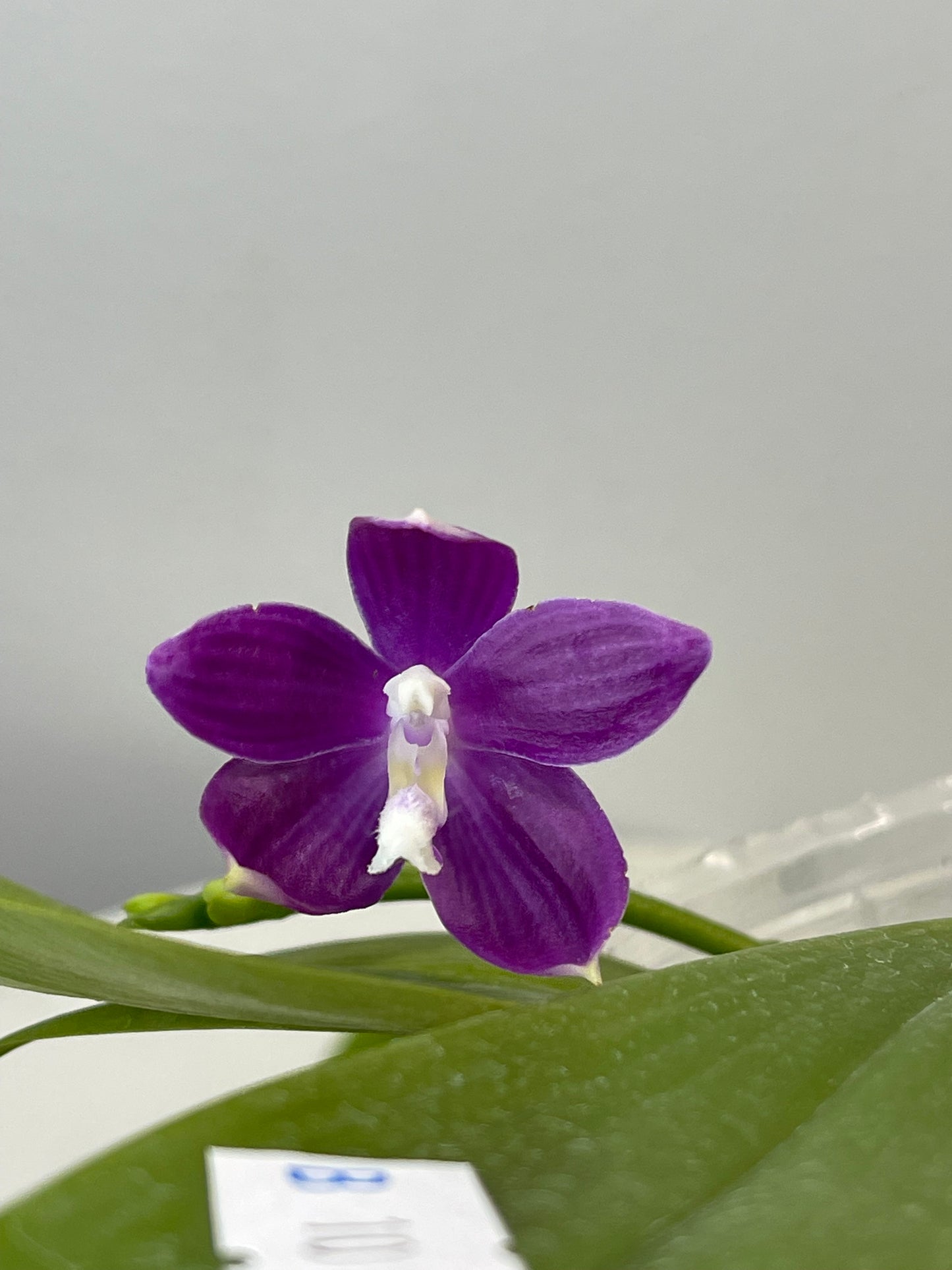 D10: Phal speciosa 'Miki Purple' x sib, random-color pattern, sequential bloomer 盾花蝴蝶’美琪蓝‘兄弟交