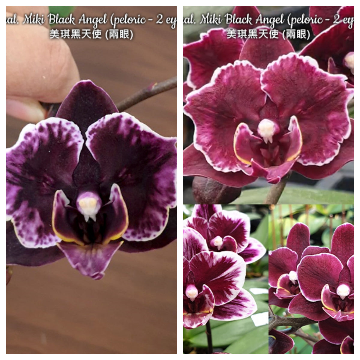 E38: Phal Miki Black Angel (peloric-2 eyes), 美琪黑天使