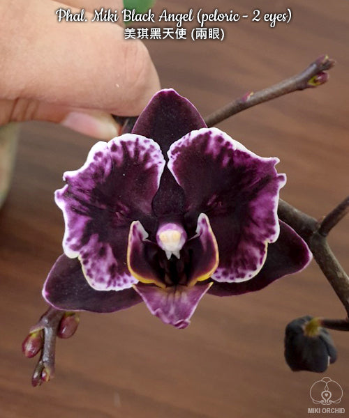 E38: Phal Miki Black Angel (peloric-2 eyes), 美琪黑天使