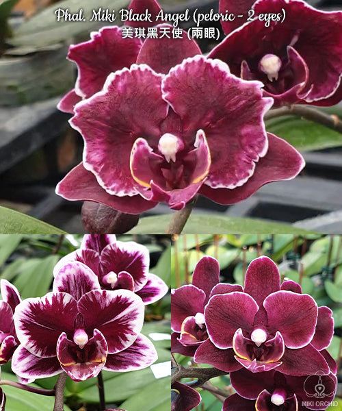 E38: Phal Miki Black Angel (peloric-2 eyes), 美琪黑天使