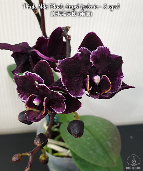 E38: Phal Miki Black Angel (peloric-2 eyes), 美琪黑天使