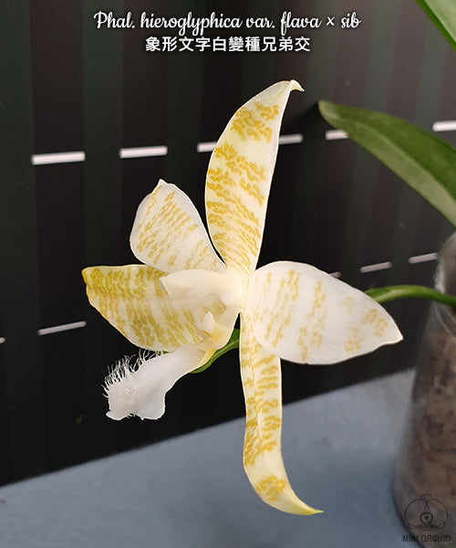 D36: Phal hieroglyphica var. flava x sib 象形文字白变种兄弟交