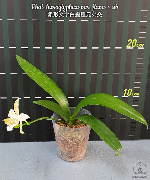 D36: Phal hieroglyphica var. flava x sib 象形文字白变种兄弟交