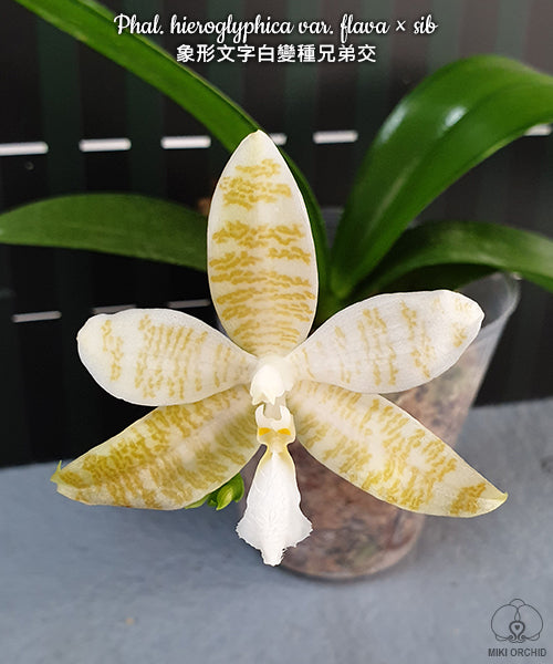 D36: Phal hieroglyphica var. flava x sib 象形文字白变种兄弟交