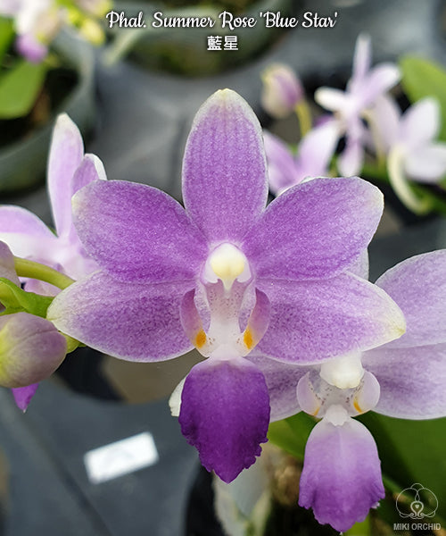 D40: Phal Summer Rose 'Blue Star' 蓝星