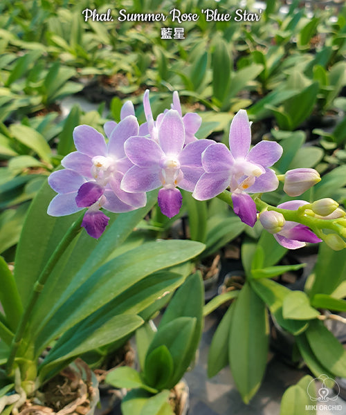 D40: Phal Summer Rose 'Blue Star' 蓝星