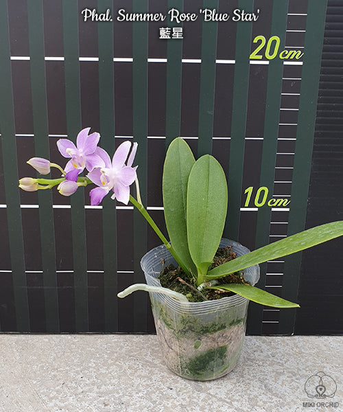 D40: Phal Summer Rose 'Blue Star' 蓝星