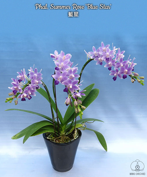 D40: Phal Summer Rose 'Blue Star' 蓝星