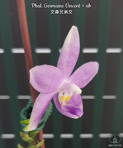 D43: Phal Germaine Vincent x sib 文森兄弟交